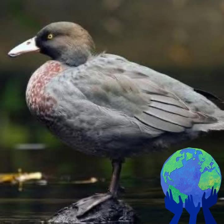 Blue Duck Station