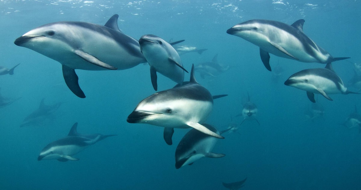 Dolphin Encounter — Cafés in Kaikōura
