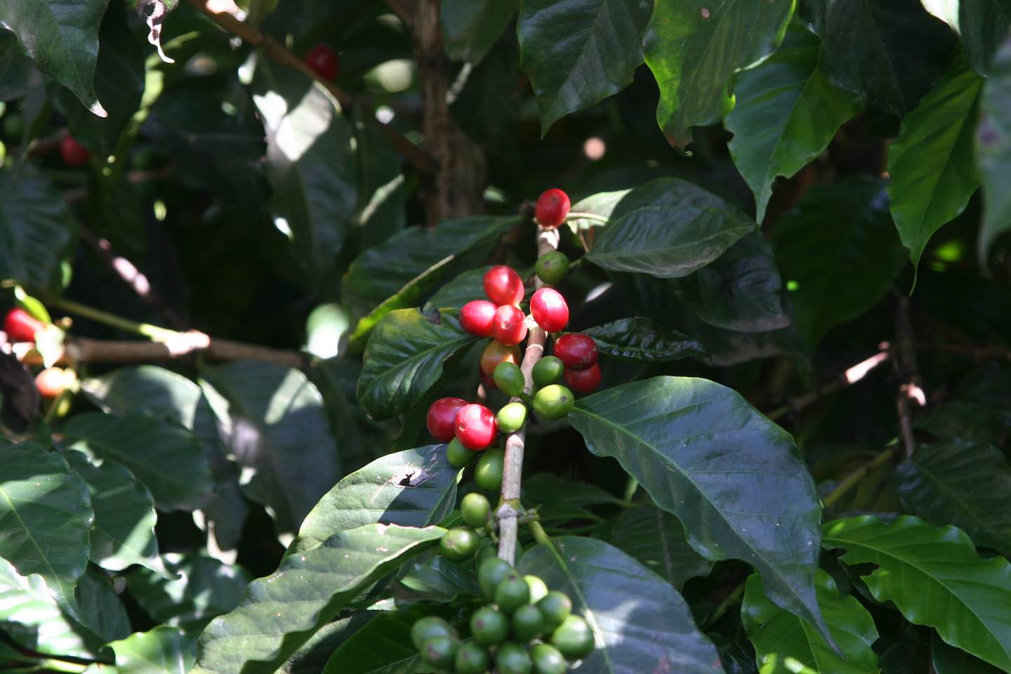 Machete Coffee — Cafés in Lower Hutt