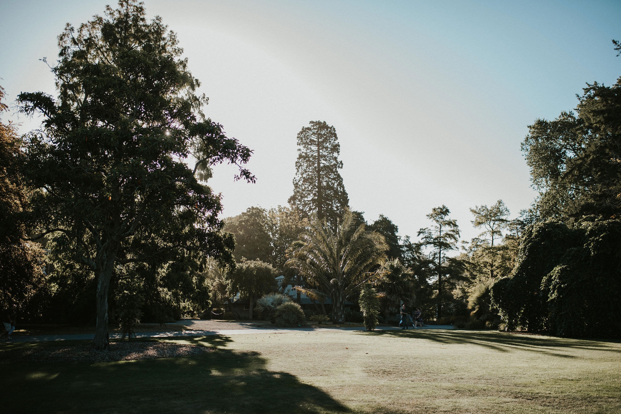 Ilex Café — Cafés in Christchurch
